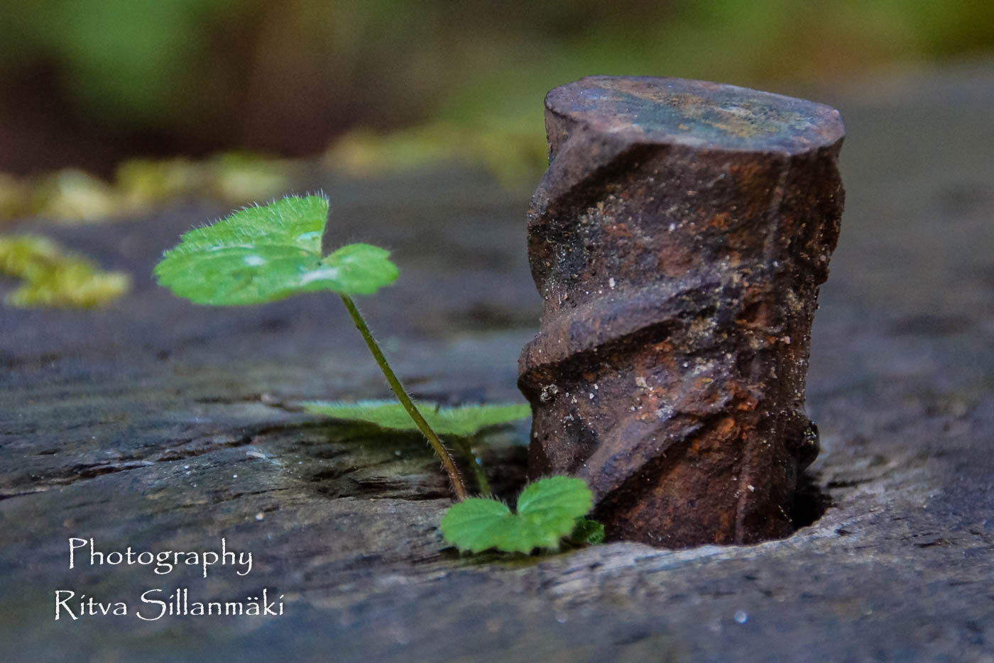 small and delicate (5)