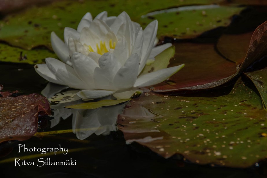 Waterlillies -Mustio-30