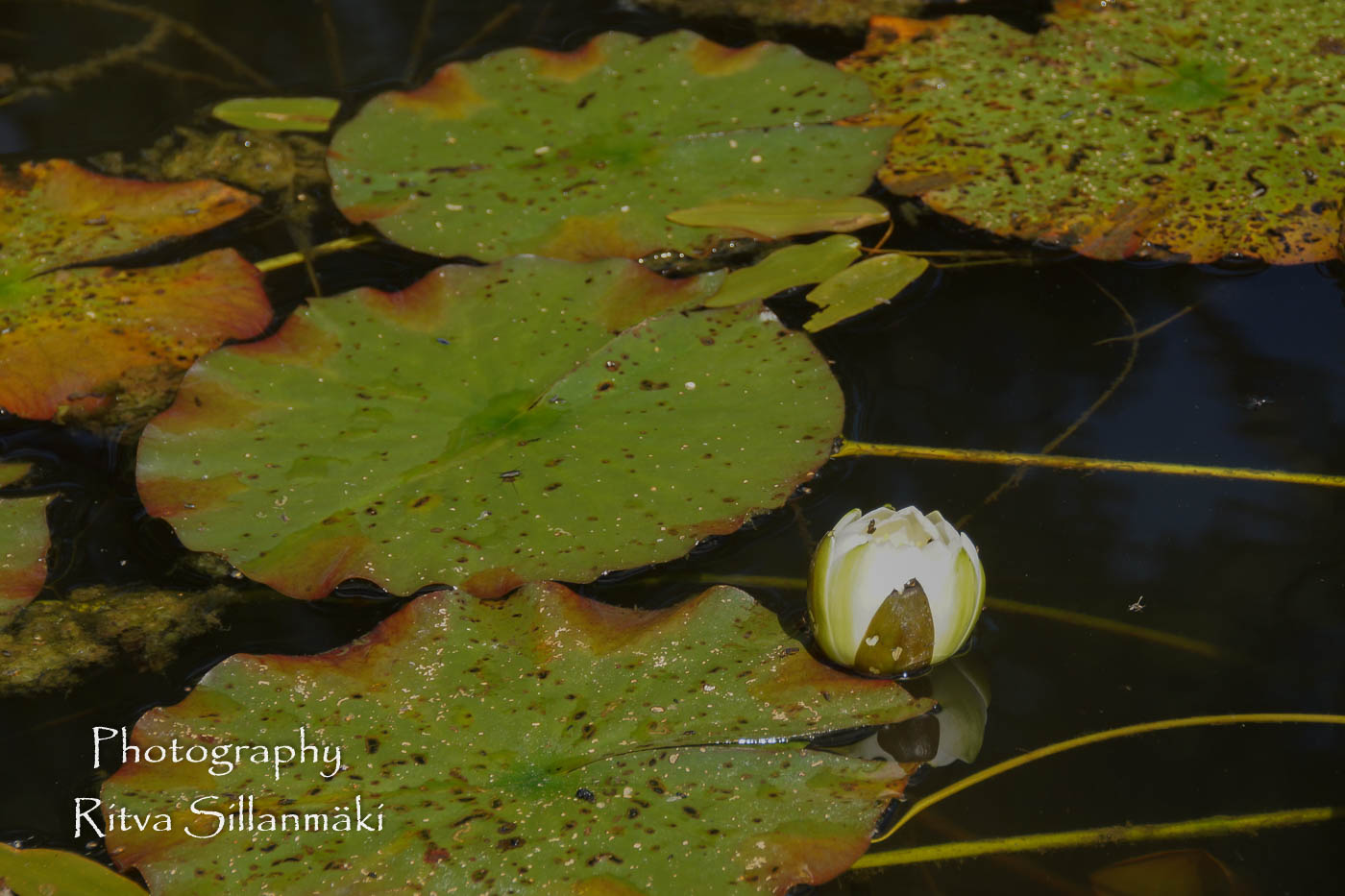 Waterlillies -Mustio-31