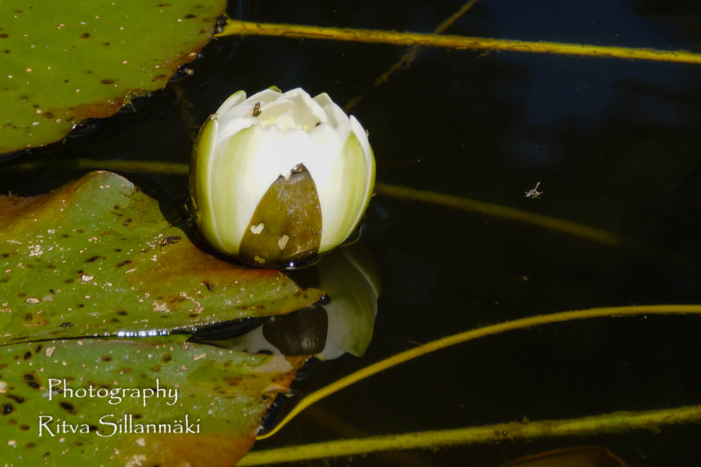 Waterlillies -Mustio-32
