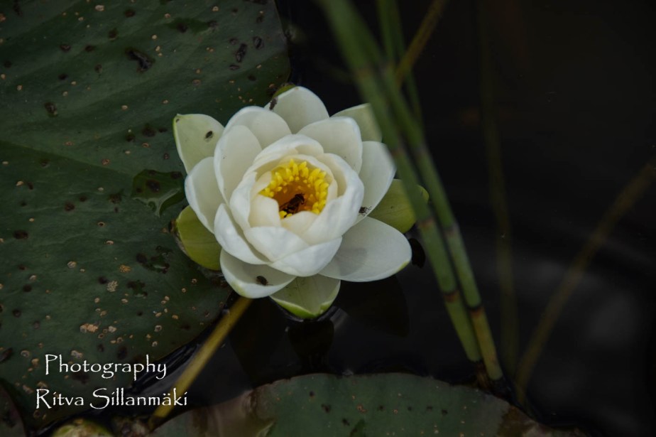 Waterlillies -Mustio-37
