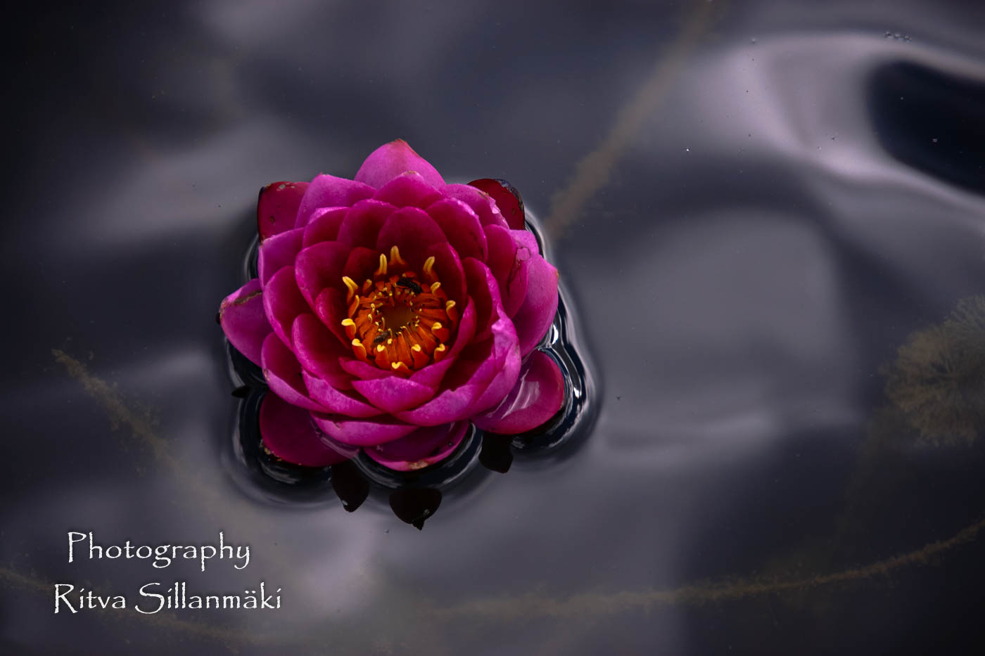 Waterlillies -Mustio-55