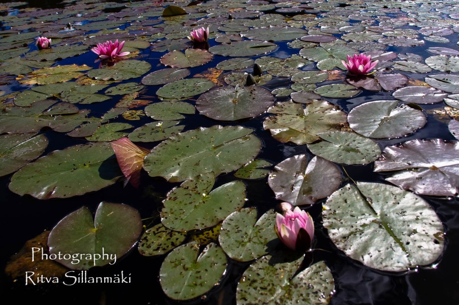 Waterlillies -Mustio-62