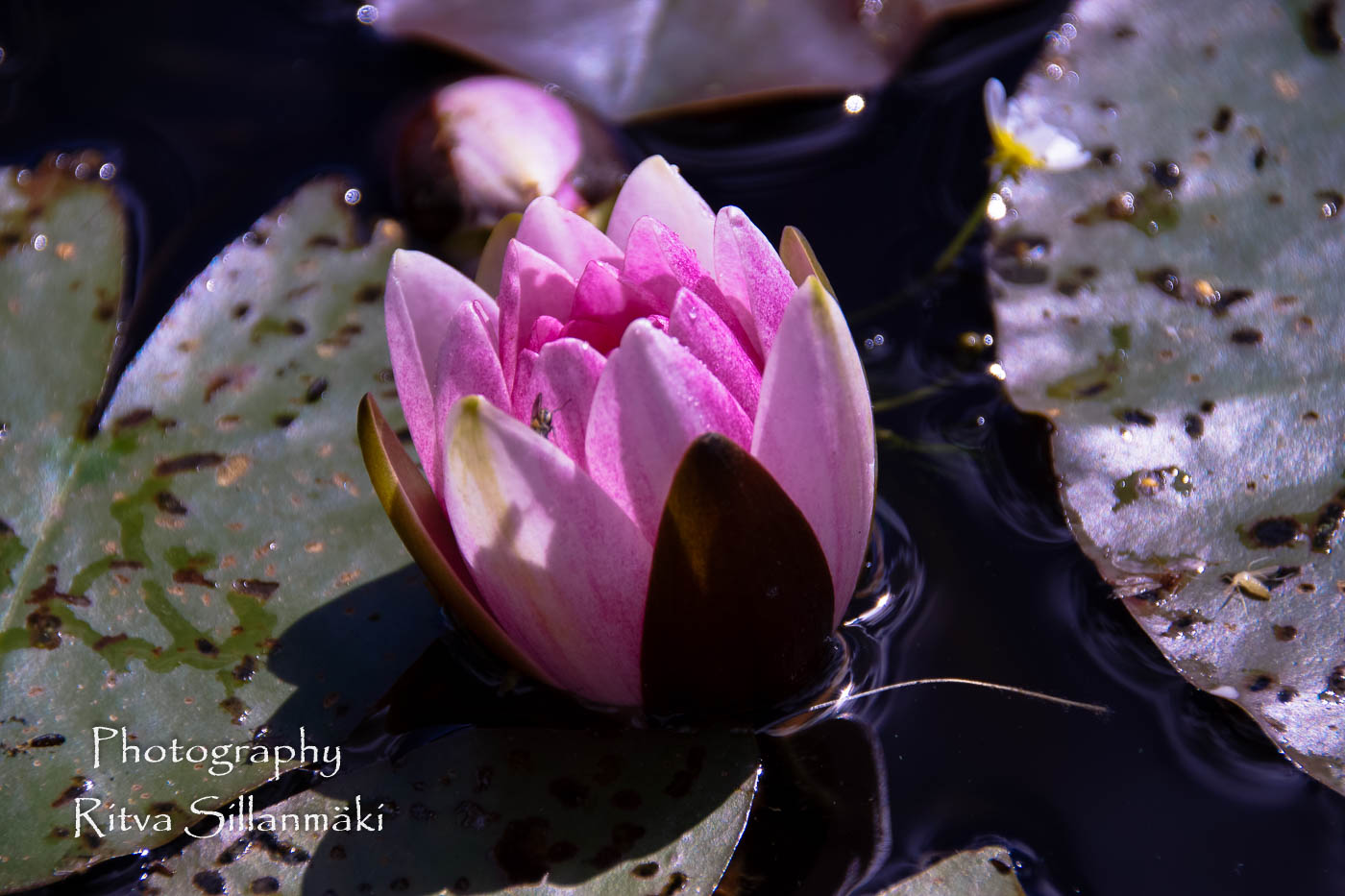 Waterlillies -Mustio-64