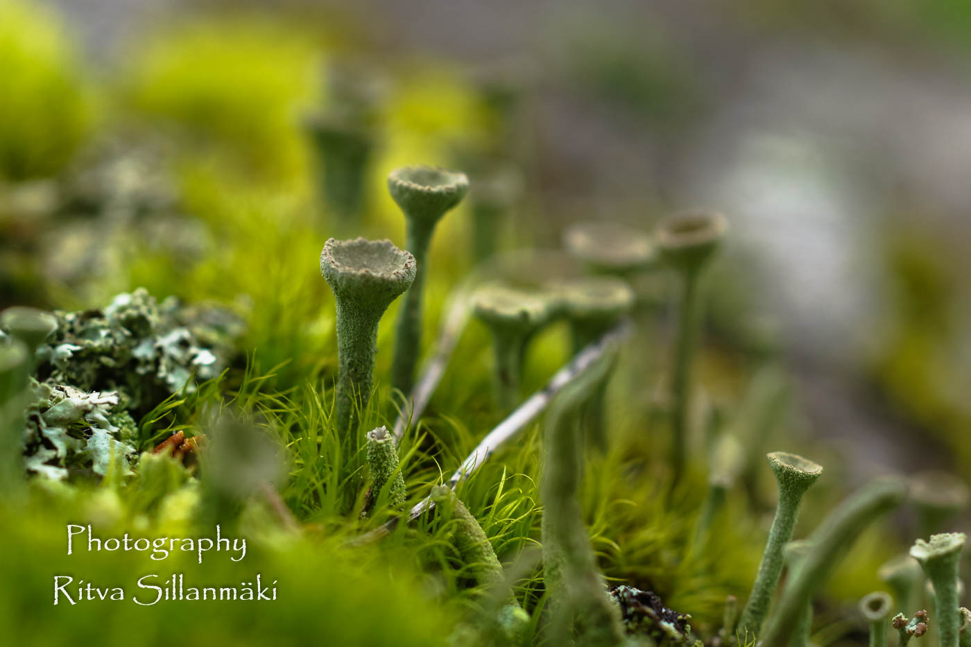 micro world-26 – kopio (2)