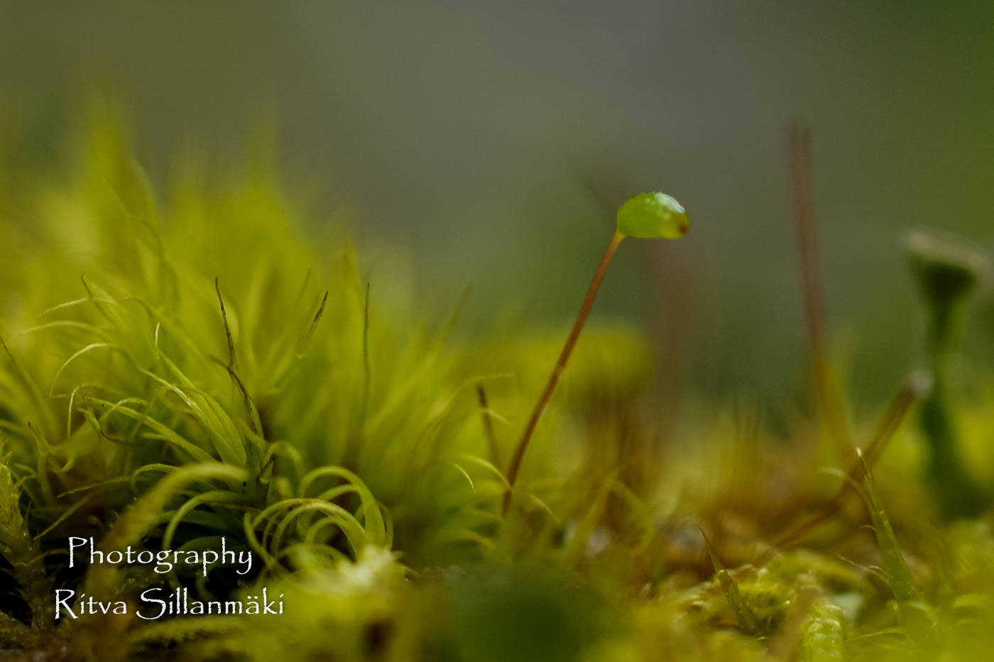 micro world-29 – kopio