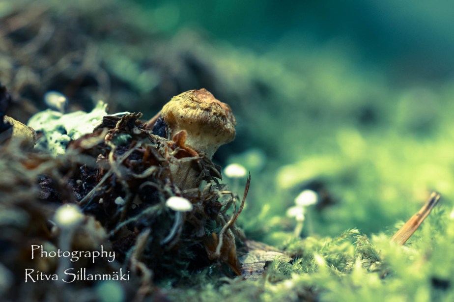 micro world-38 – kopio