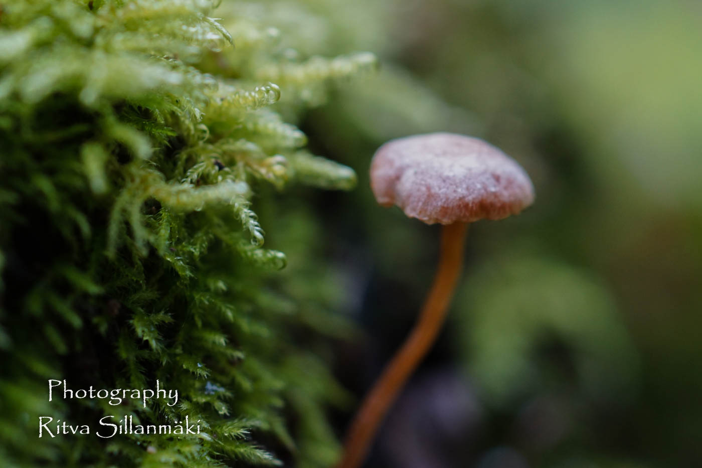 micro world-40 – kopio – kopio