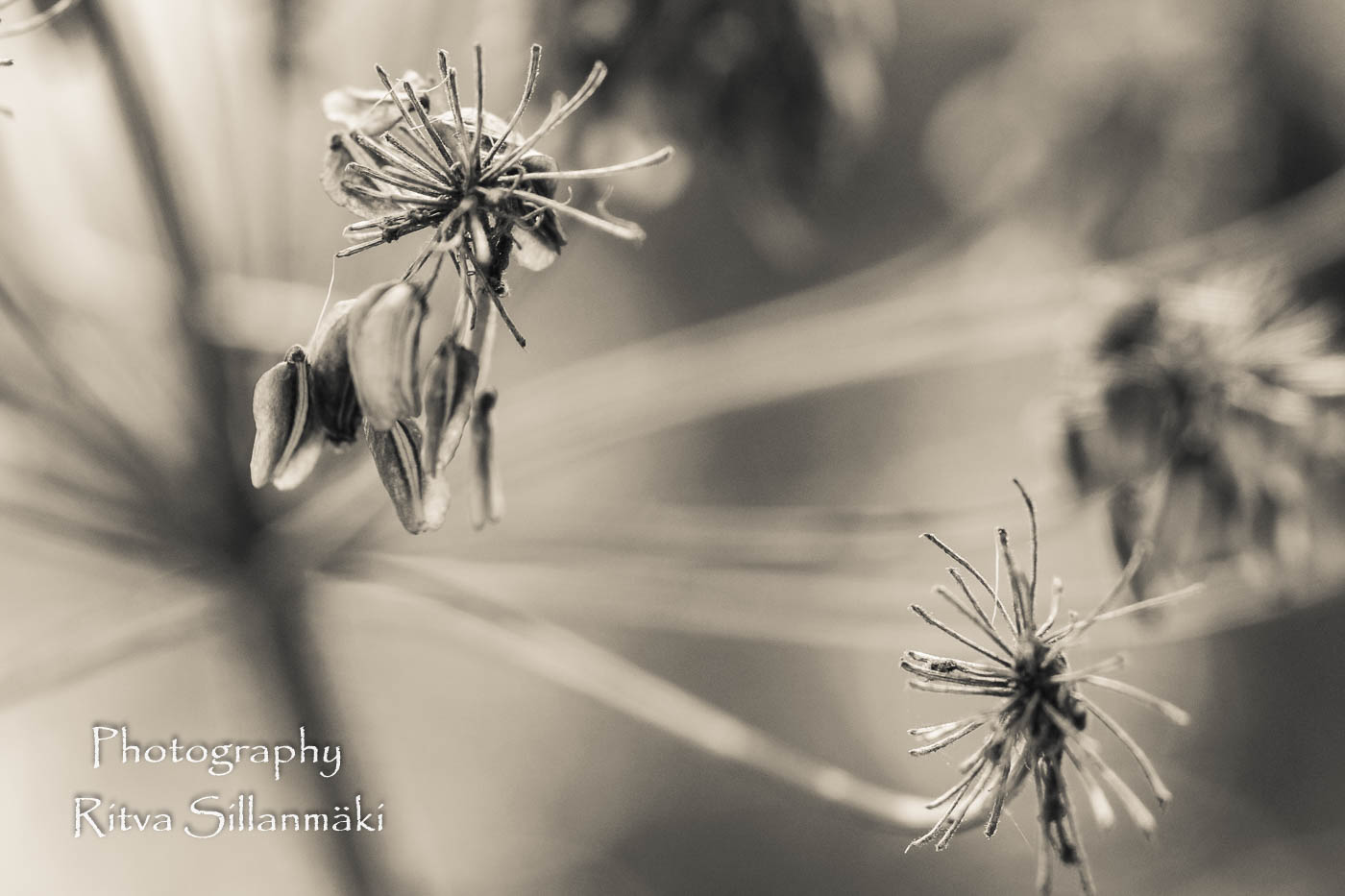 micro world-44 – kopio