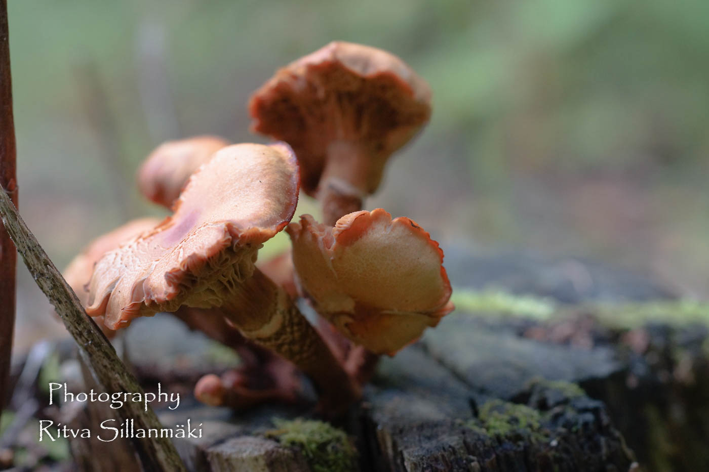 micro world-49 – kopio