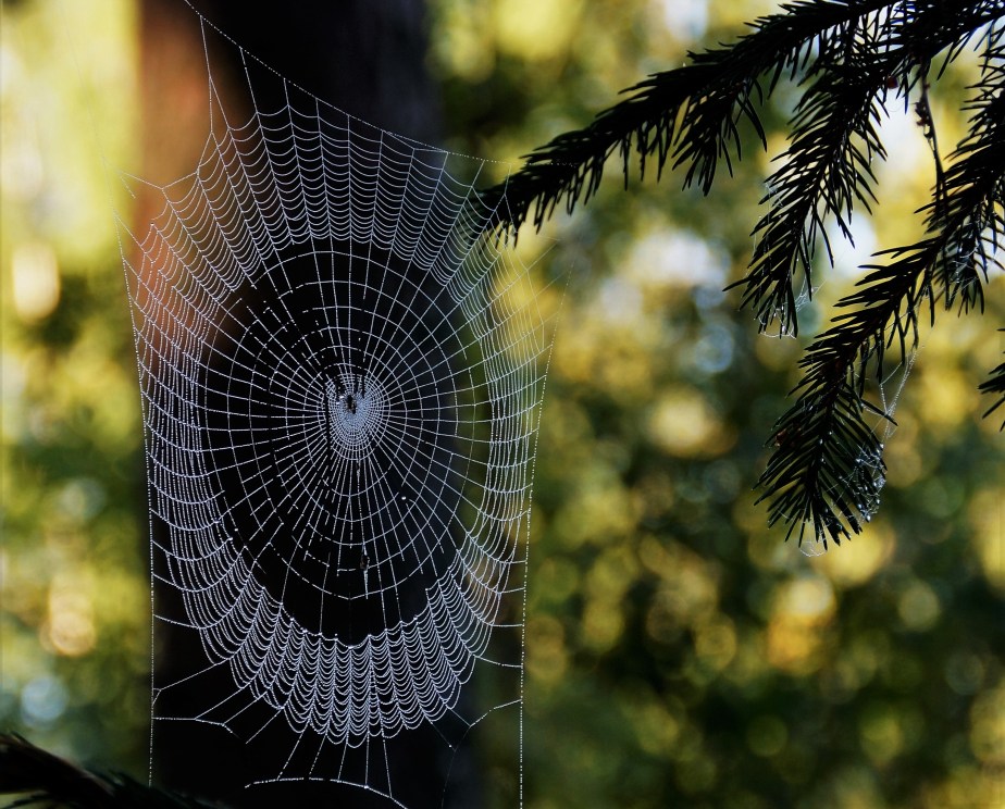 spider-web
