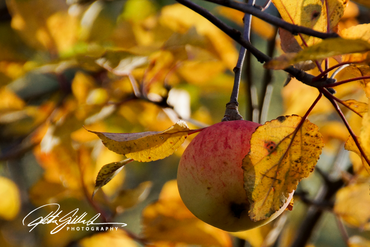 apples-of-october-4