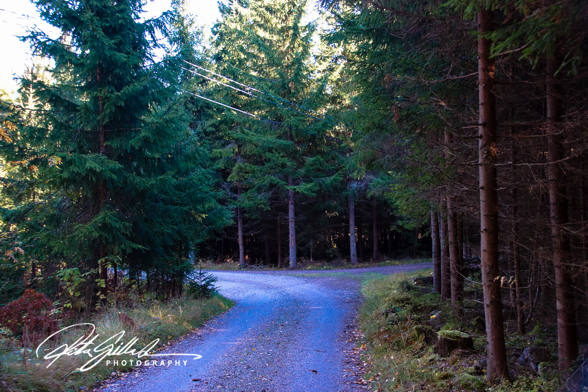 country roads in fall-1-2.jpg