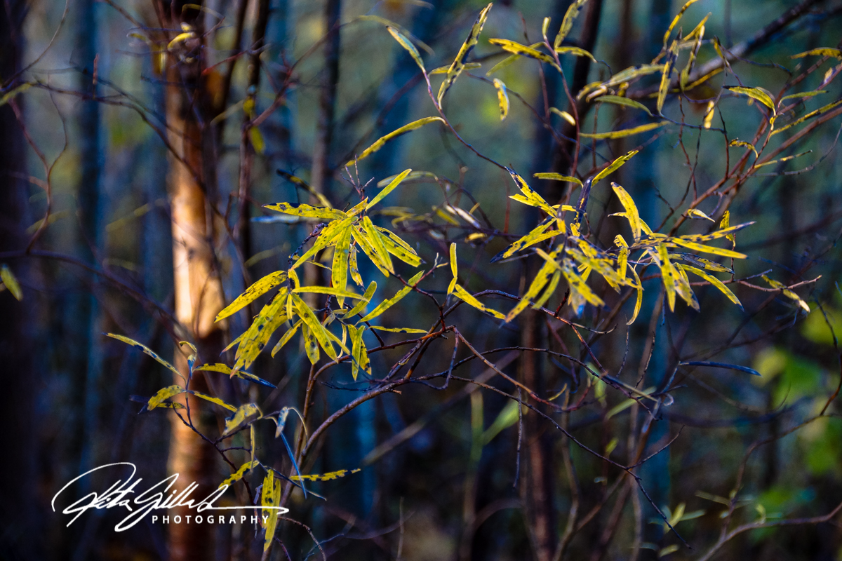 yellow-leaves-1