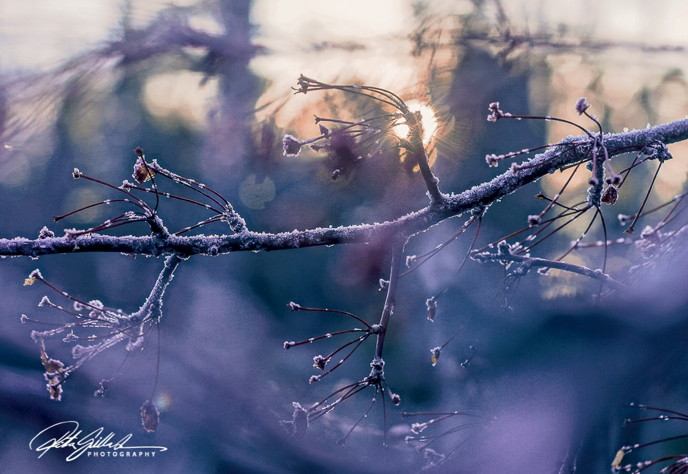 frosty-berries-2