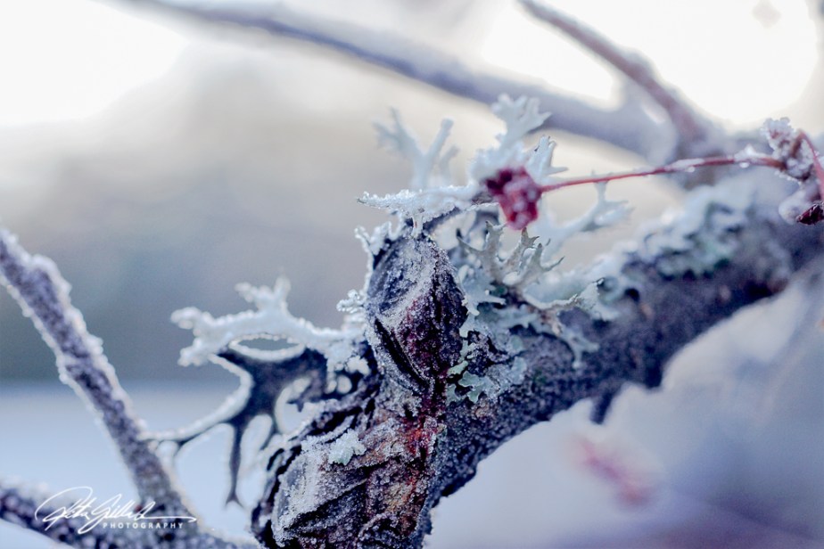 frosty-berries-4