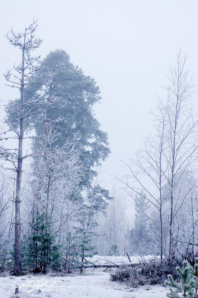 frosty-morning-37-of-56