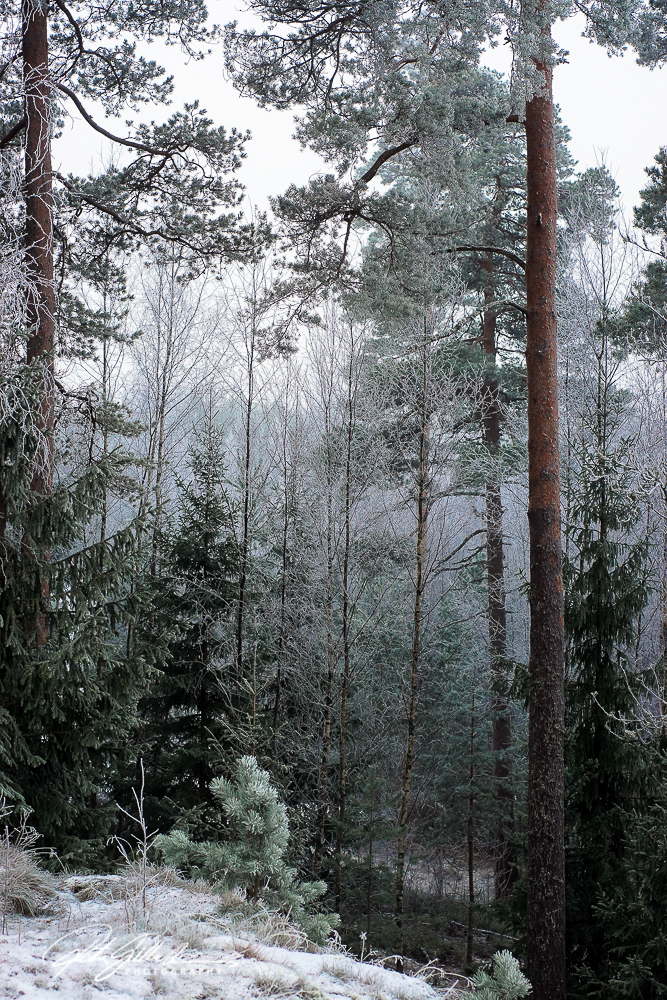 frosty-morning-50-of-56