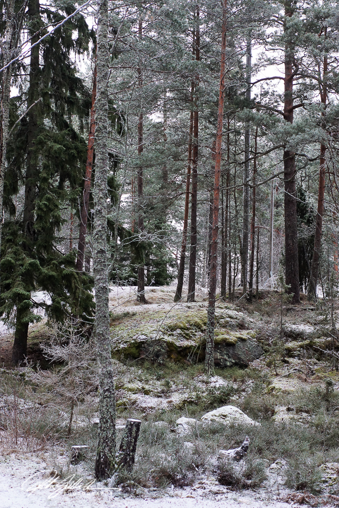 frosty-morning-53-of-56