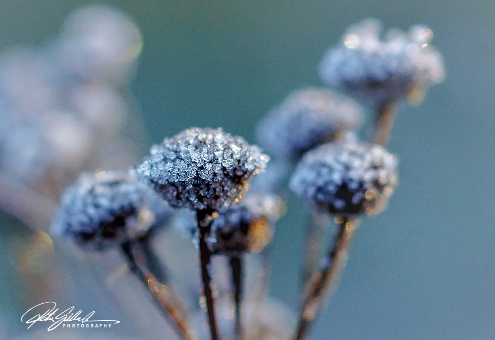 frosty-morning-82-of-99