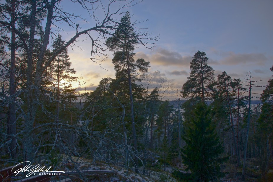 A serene forest scene at sunset with silhouetted pine and spruce trees against a colorful sky, highlighting the beauty of winter nature.