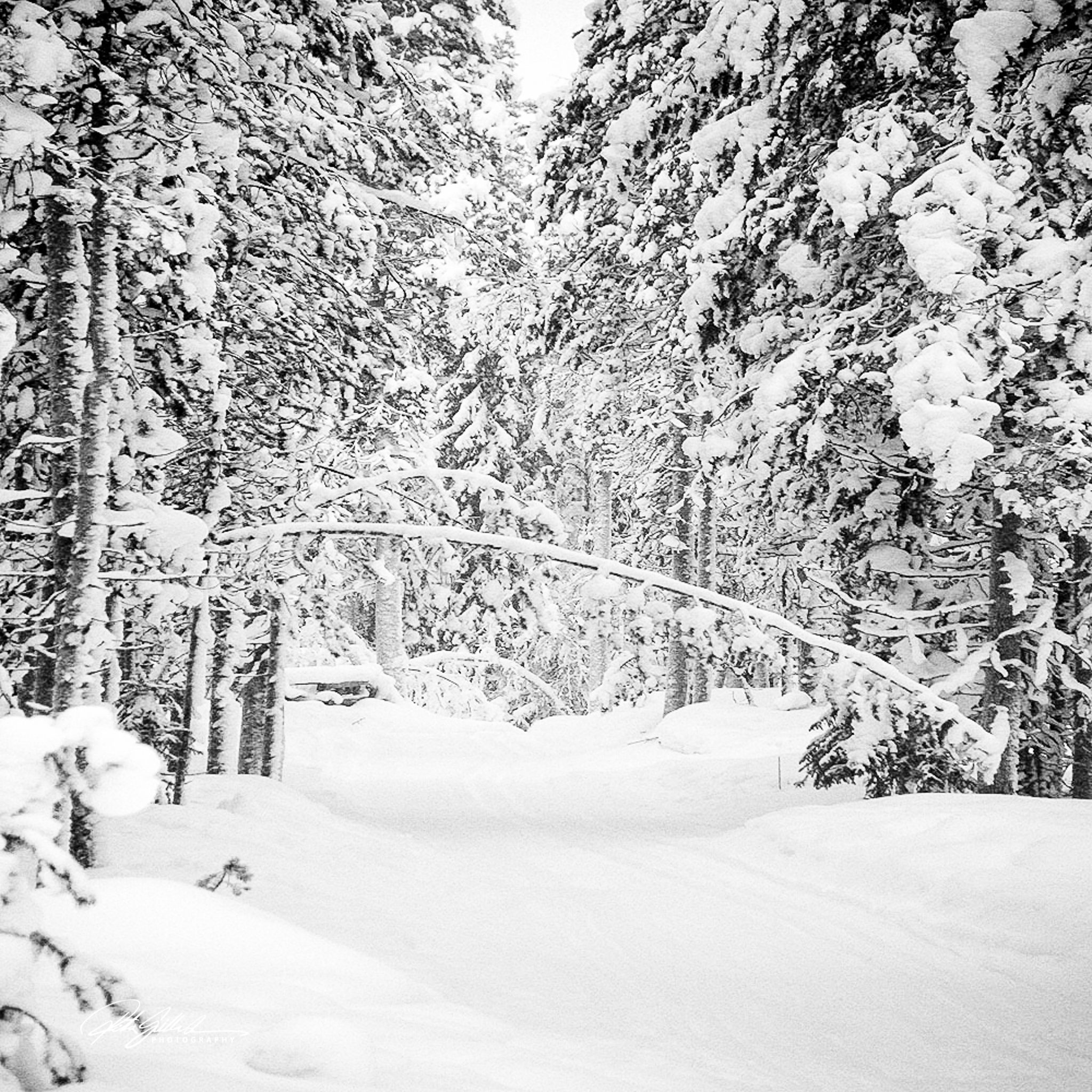 lane-in-forest-1-of-1