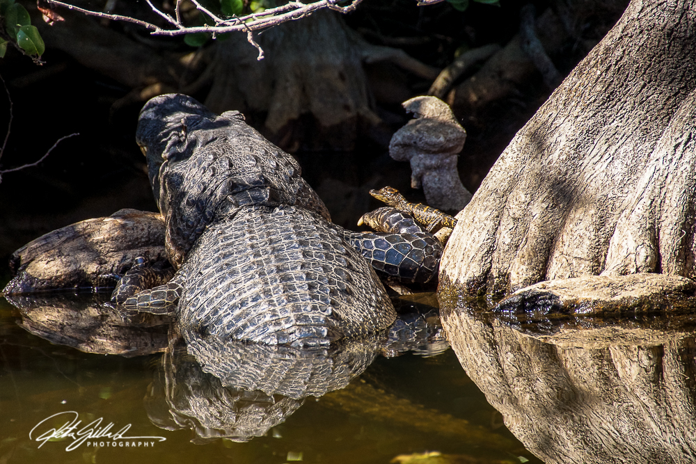 everglades-alligators-4
