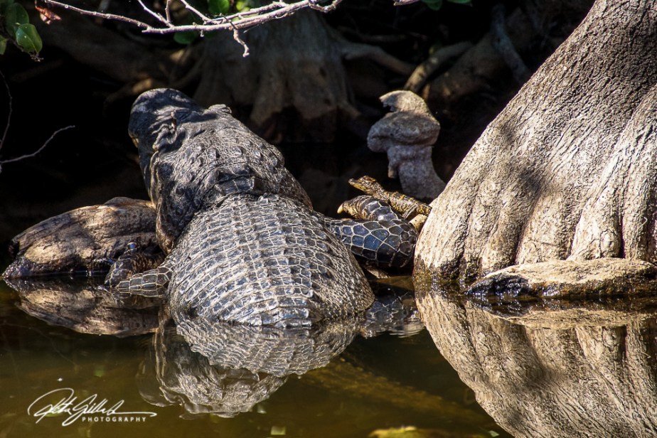 everglades-alligators-4