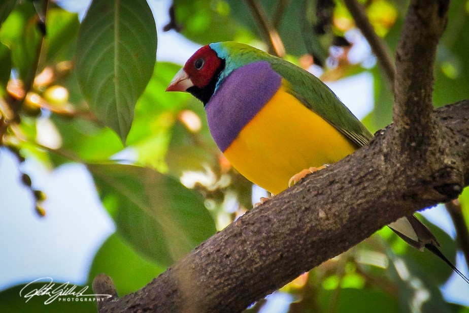 Lady Gouldian finch.jpg