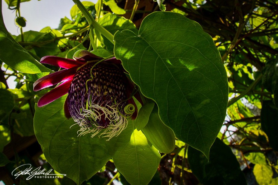 passiflora-pura-vida-4