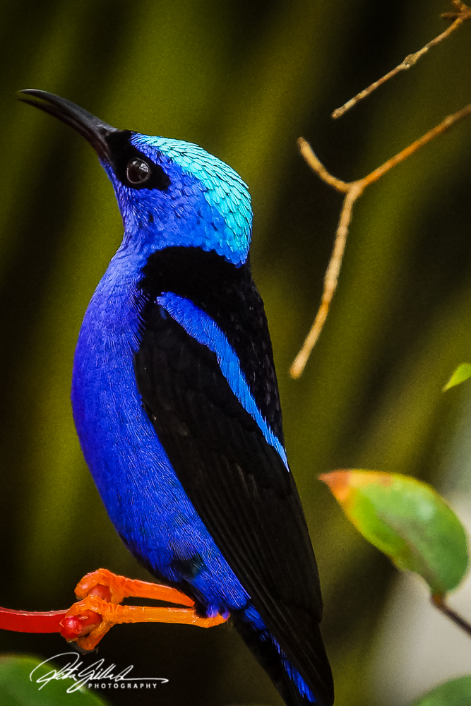 red-legged-honeycreeper-1