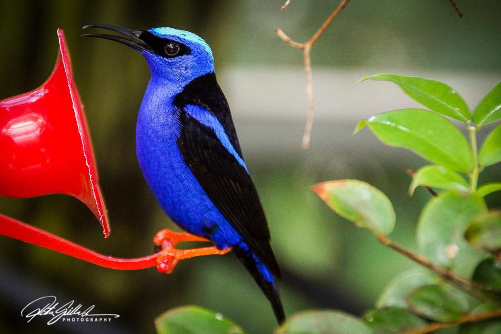 red-legged-honeycreeper
