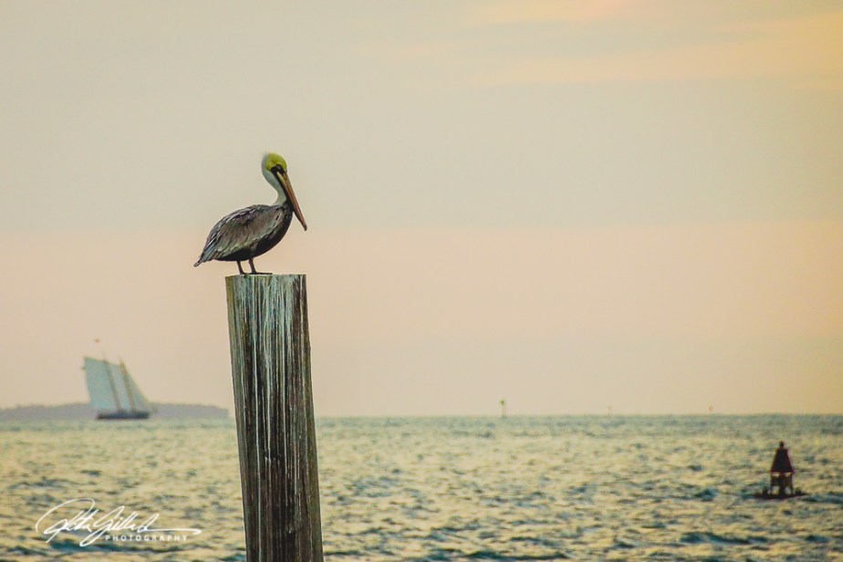 sunset-at-key-west-15