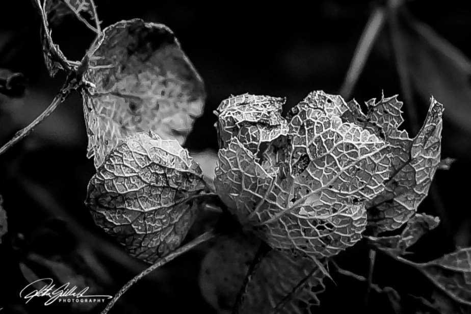 Details - Ritva Sillanmäki (5 of 8)