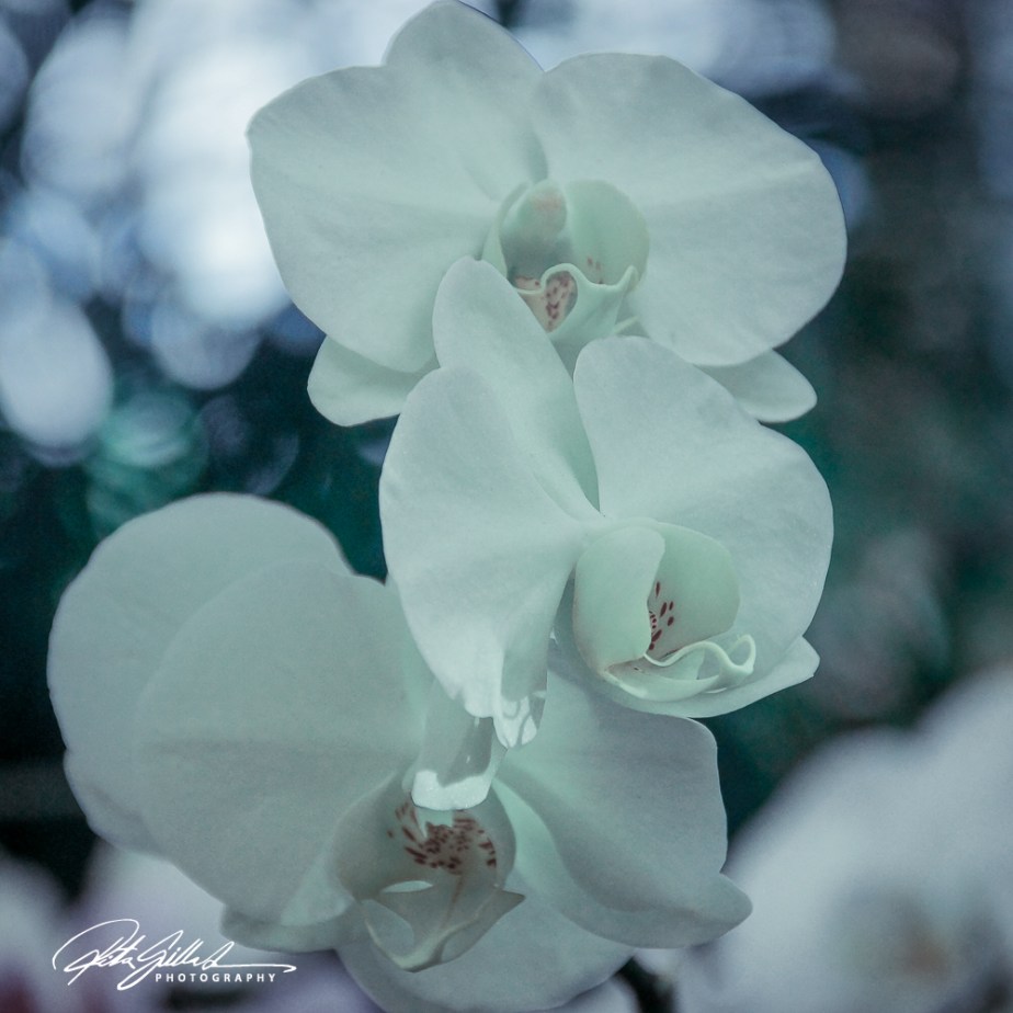 orchids (21 of 22)