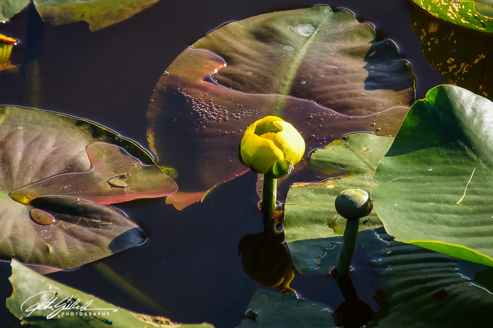Wakodahatchee Wetland (110 of 154)