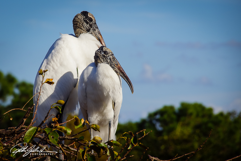 Wakodahatchee Wetland (141 of 154)