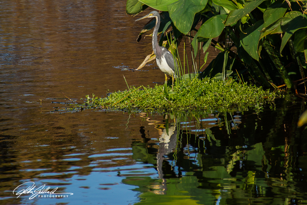 Wakodahatchee Wetland (149 of 154)