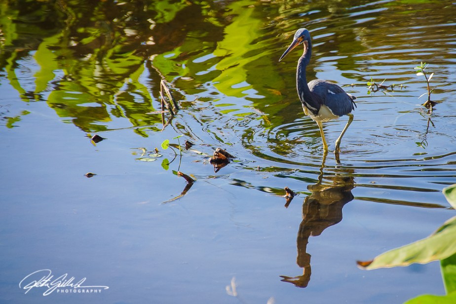Wakodahatchee Wetland (20 of 154)