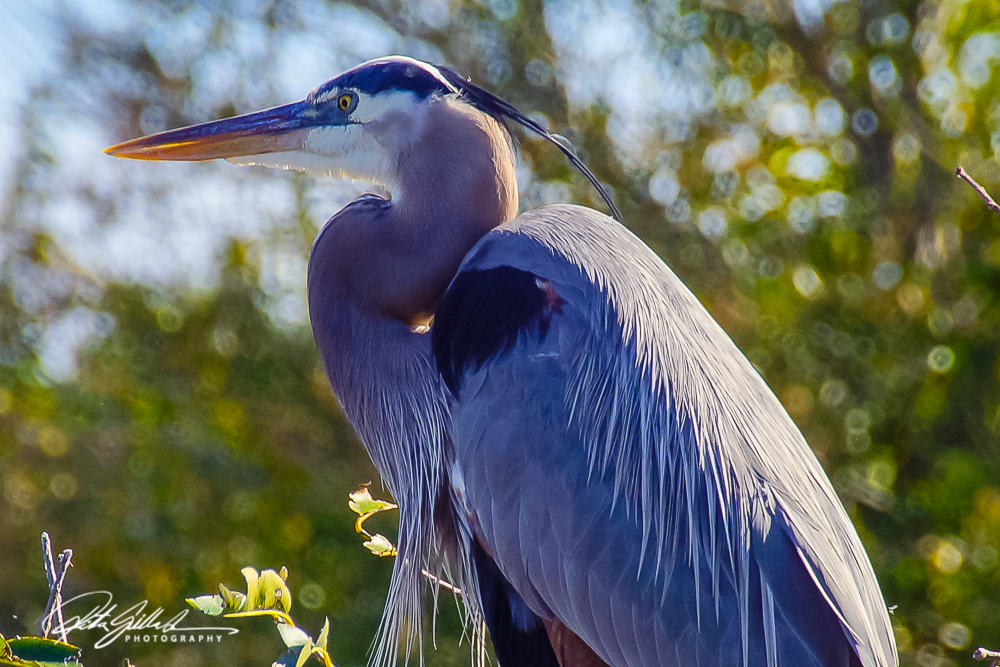 Wakodahatchee Wetland (43 of 154)