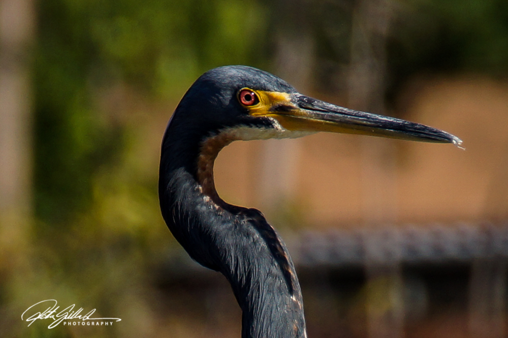 Wakodahatchee Wetland (49 of 154)