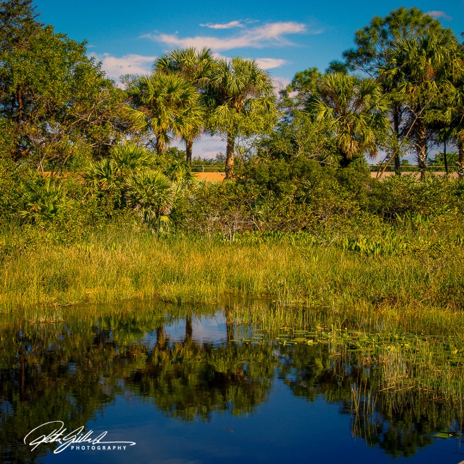 Wakodahatchee Wetland (84 of 154)