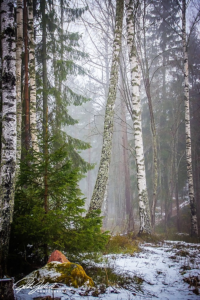 Misty afternoon (13)