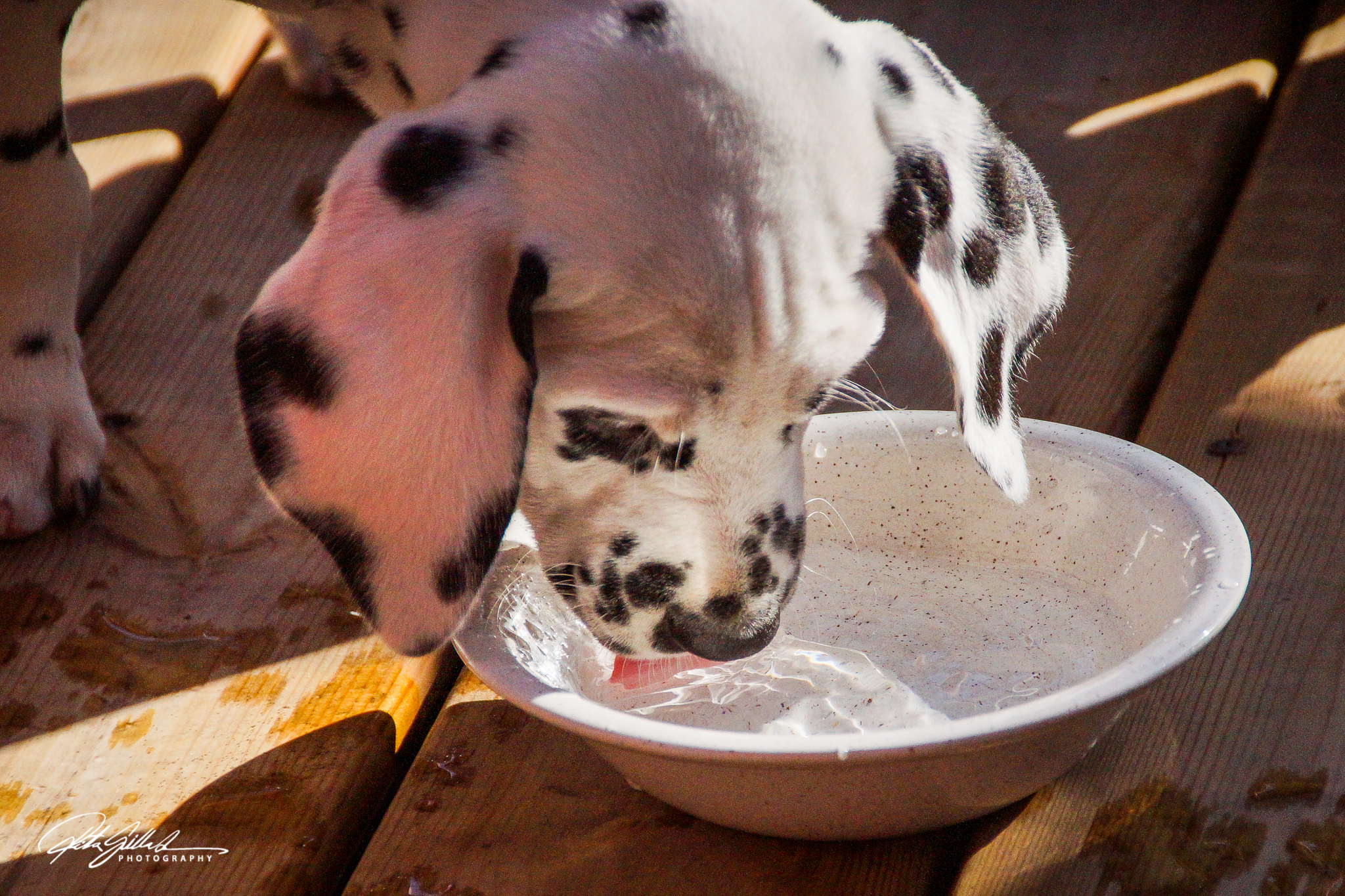water and roses (27 of 48)