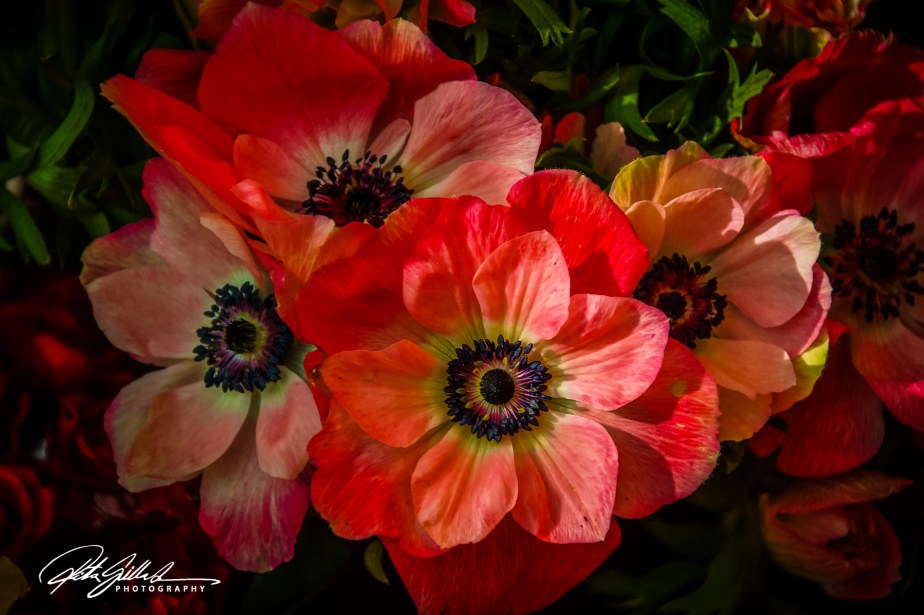 flower power (1 of 31).jpg