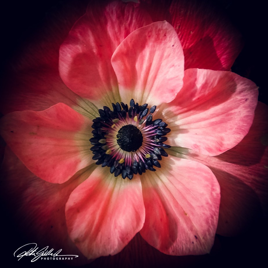 flower power (5 of 35)