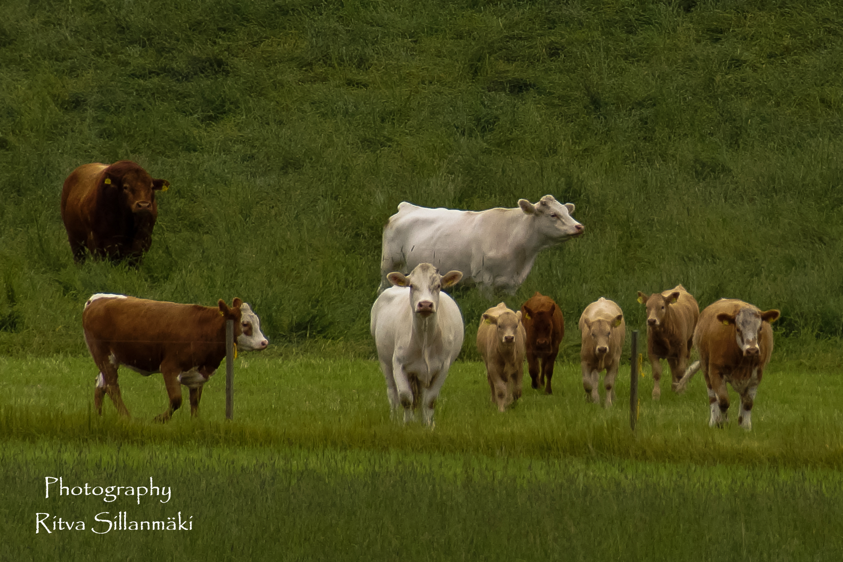 Korkee - Lahti-05110-4.jpg