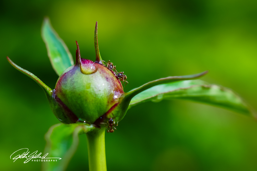 floating summer flowers (13 of 62)