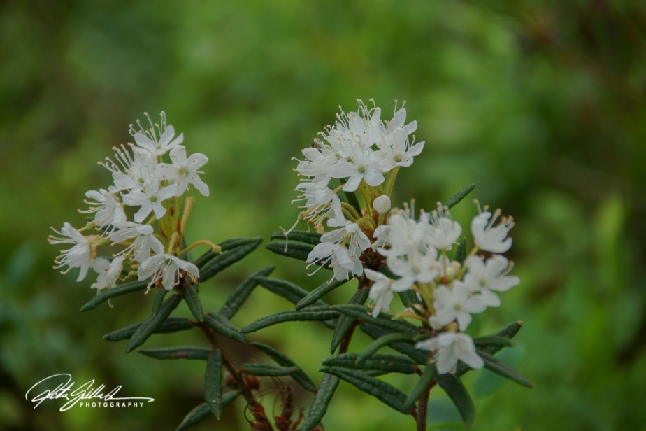 rhododendron park (52 of 53)