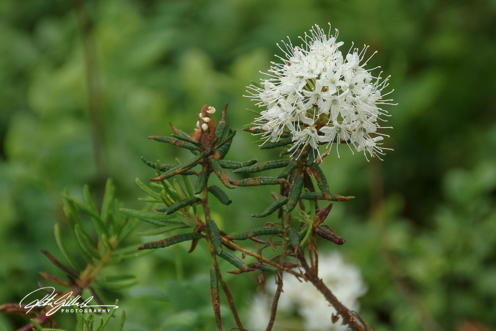rhododendron park (53 of 53)